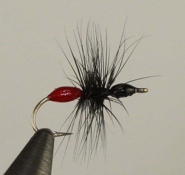 Transpar-Ant Black/Red