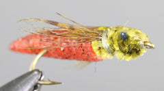Ruane's Dragonfly Larva